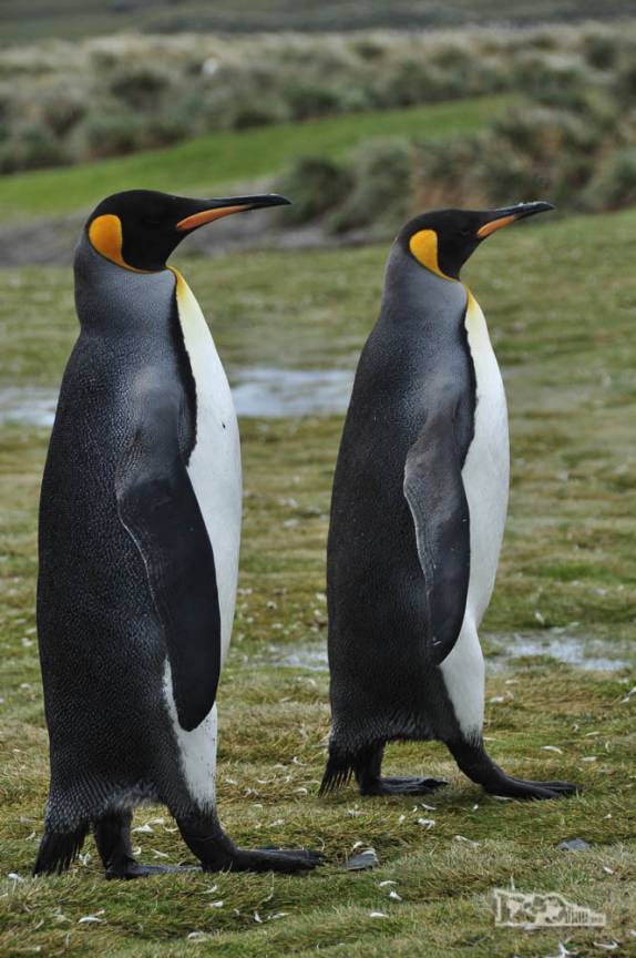 Pinguins rei caminham juntos em Salisbury Plain, na Geórgia do Sul